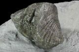 Fossil Brachiopod Mounted On Shale - Ohio #91467-2